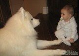 View Ch Nikita Kemo Prince of Snow
